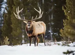 开云体育下载-雄鹿主场大胜步行者，豪取四连胜